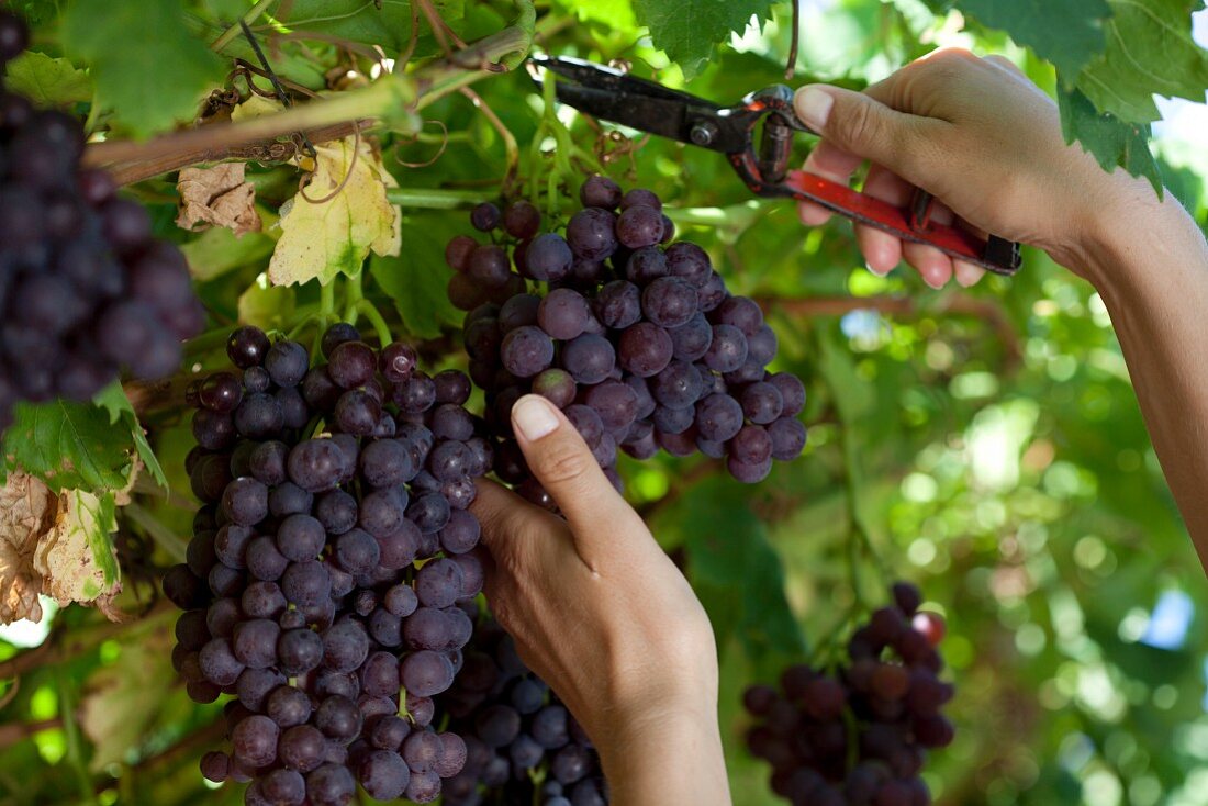 A woman cutting red grapes from a vine