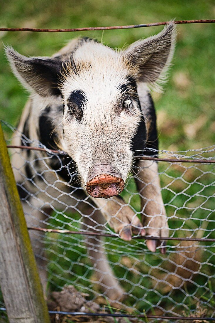 A young pig hanging over a fence