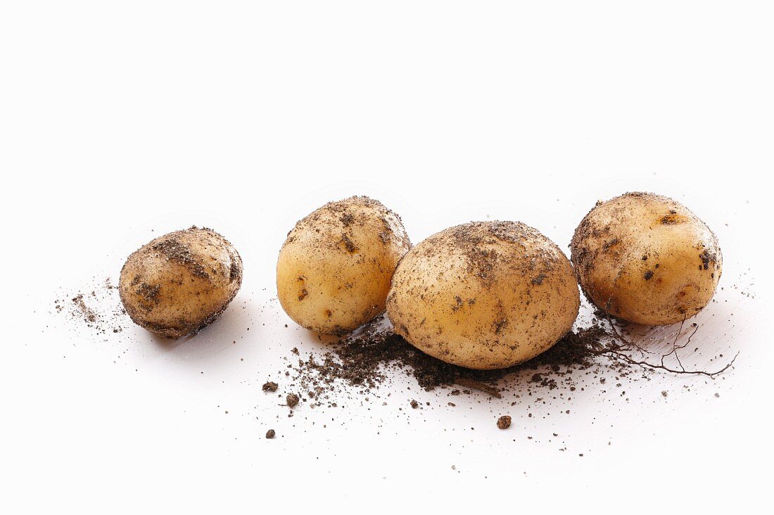 Four dirty potatoes on a white surface
