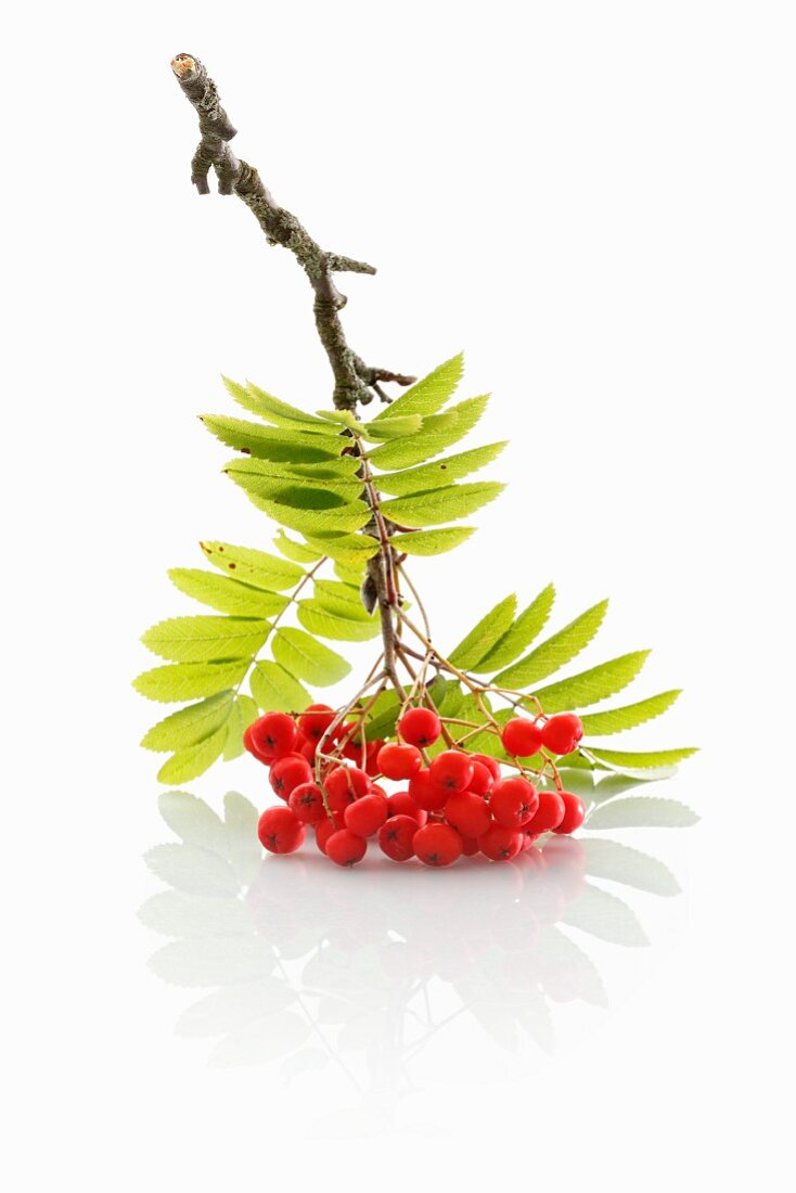 Ein Zweig Vogelbeeren vor weißem Hintergrund