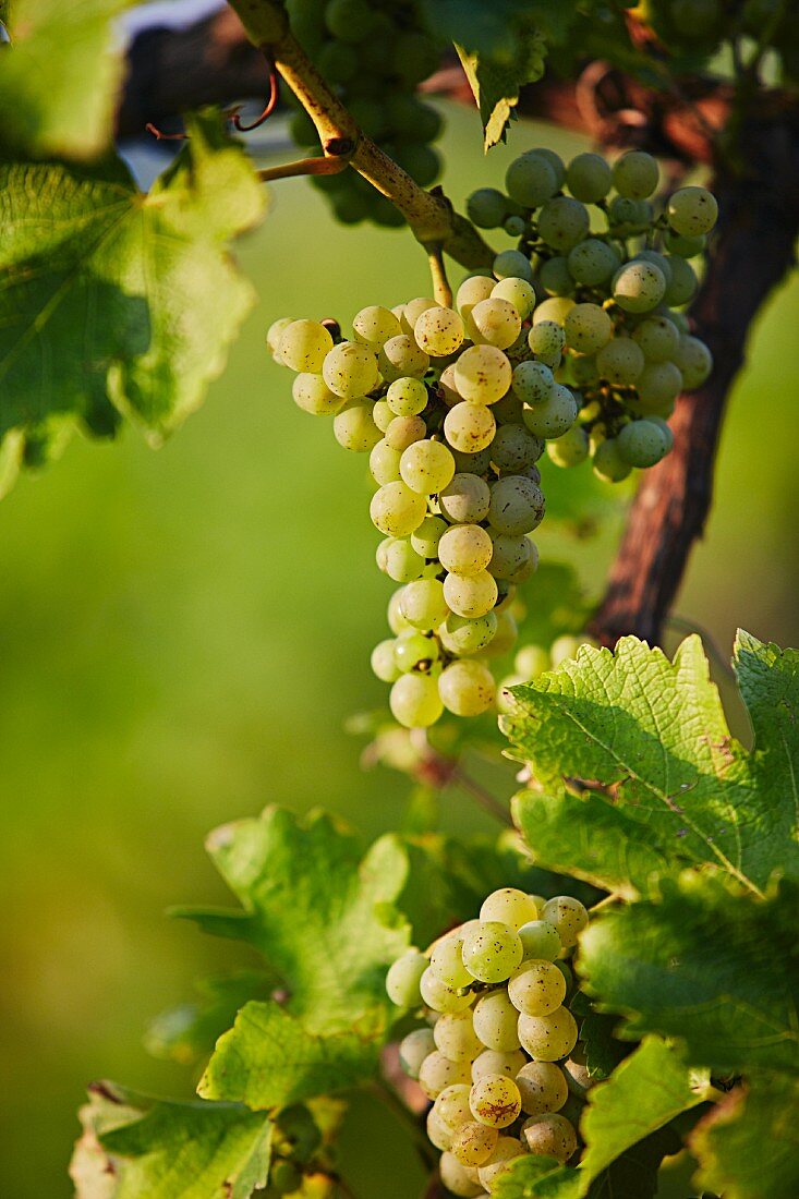 Sauvignon Blanc grapes on a vine (Southern Styria, Austria)