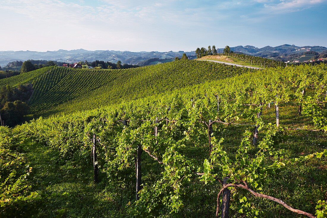 A vineyard in Southern Styria, Austria