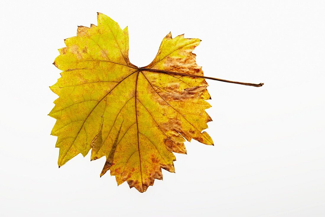 An autumnal vine leaf
