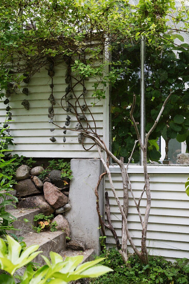 Plant climbing on partially visible façade of greenhouse with white-painted wooden and glass elements