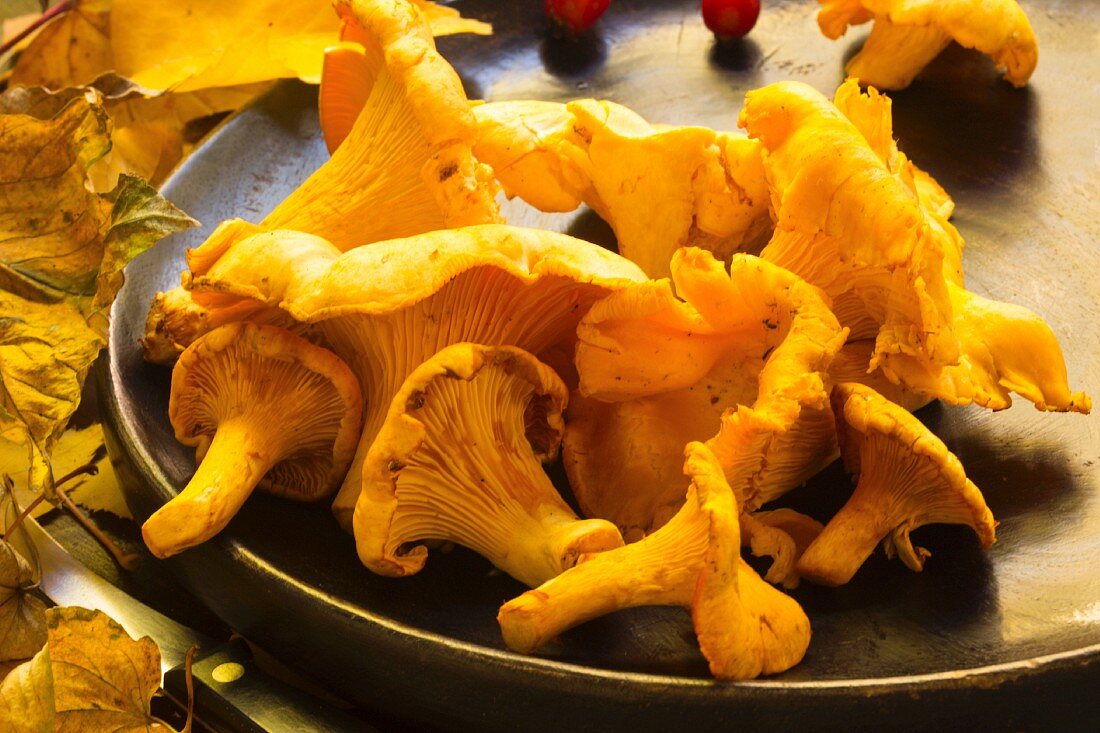 Fresh chanterelles on a brown plate