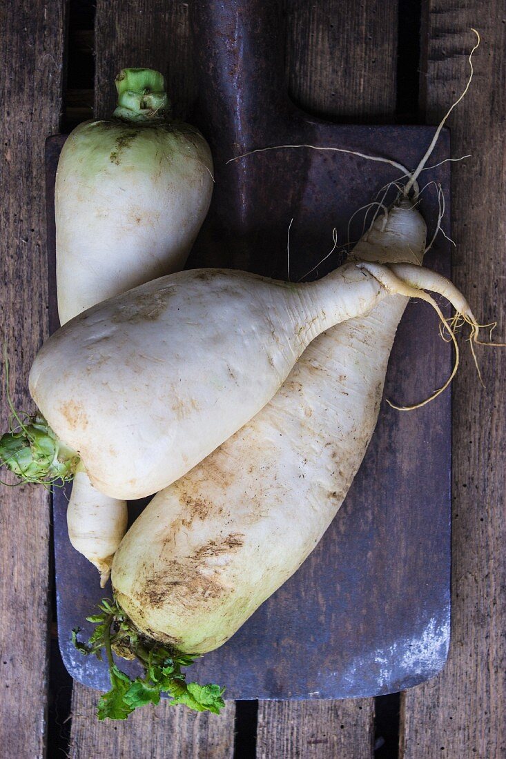 Fresh radishes on a garden spade