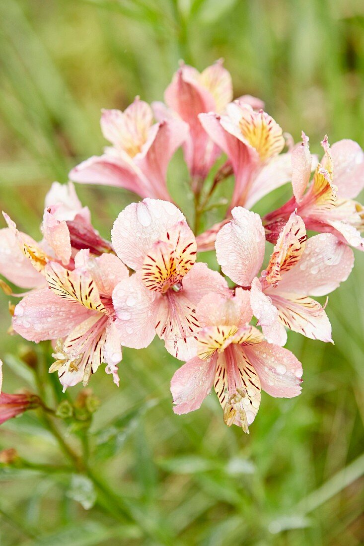 Water droplets on pink-flowering Peruvian lily (Alstroemeria)