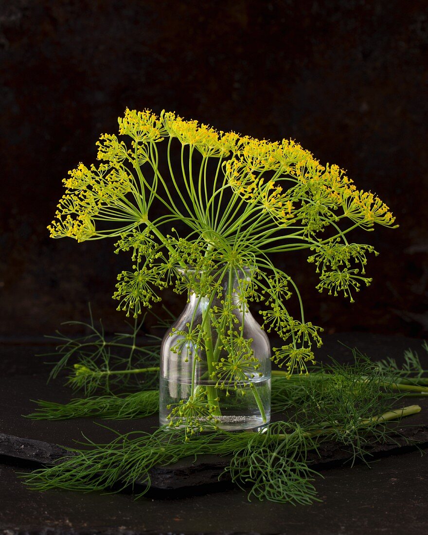 A vase of dill flowers surrounded by fresh dill