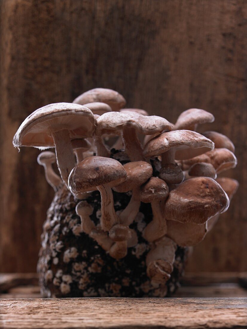 Shiitake mushrooms