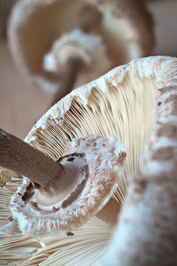 A fresh parasol mushroom (close-up)