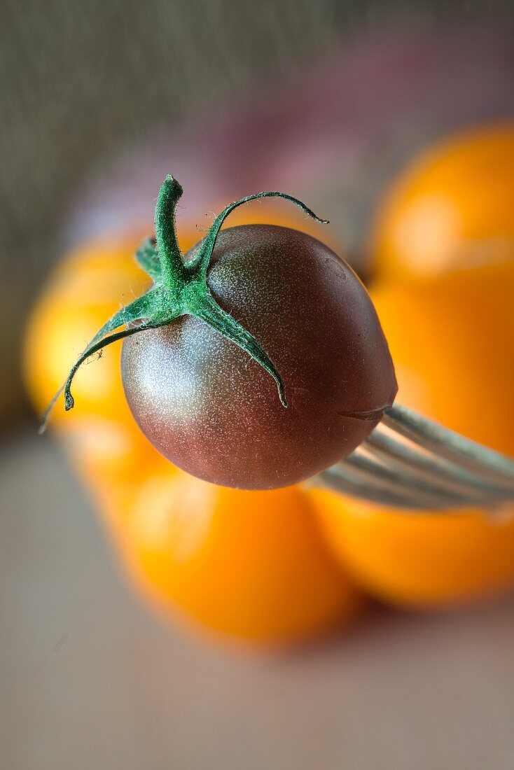 A wild tomato on a fork