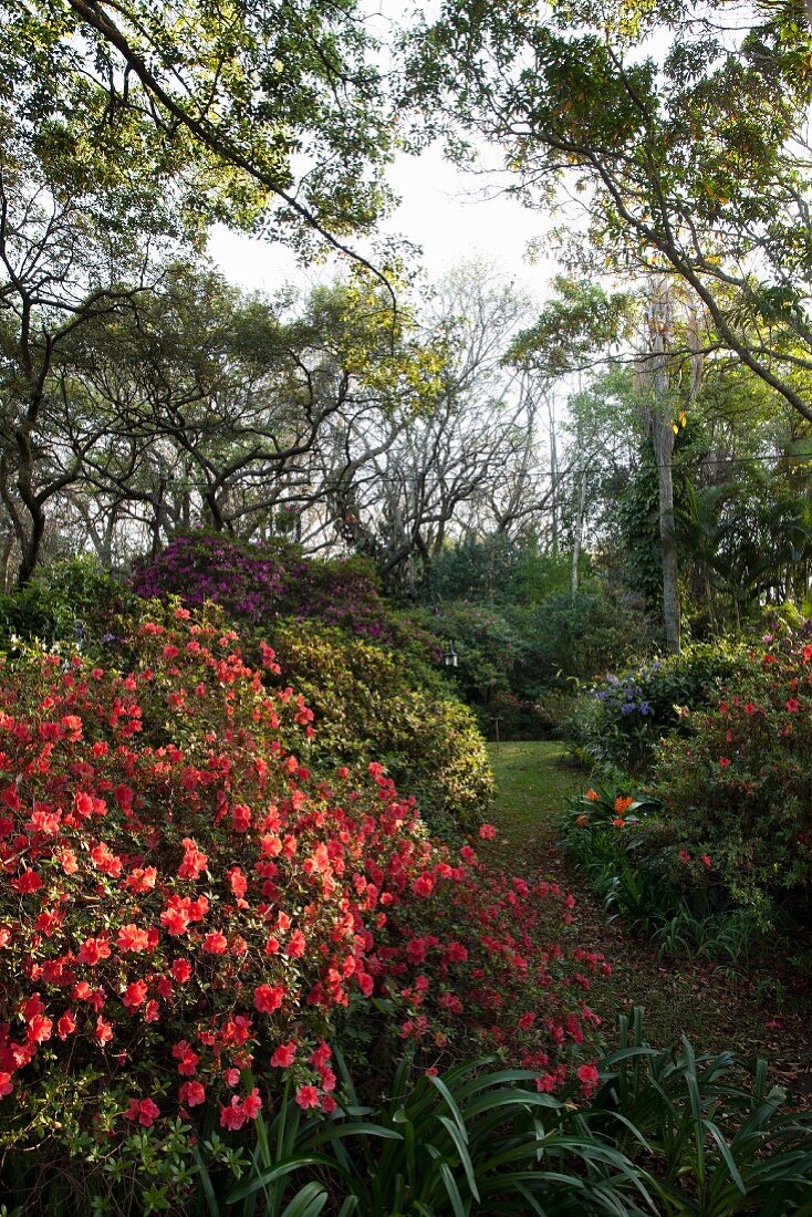 Blühender Azaleastrauch in dicht bewachsenem Garten