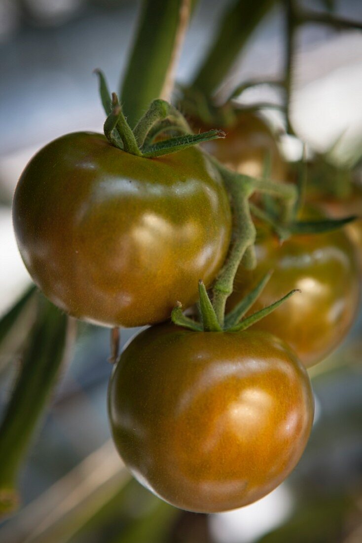Hängende Kumato Tomaten
