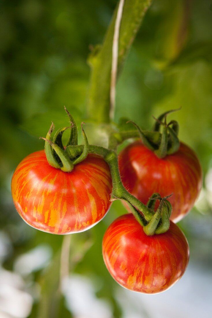 Red tiger tomatoes hanging on a vine