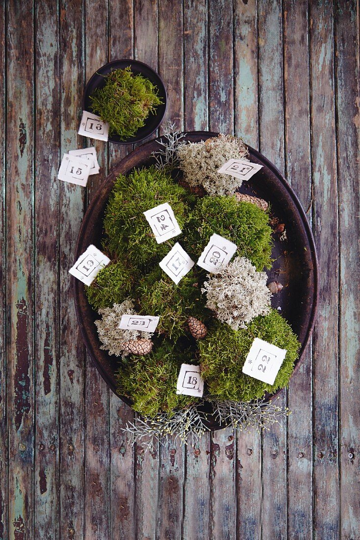 A moss nest as an advent calendar