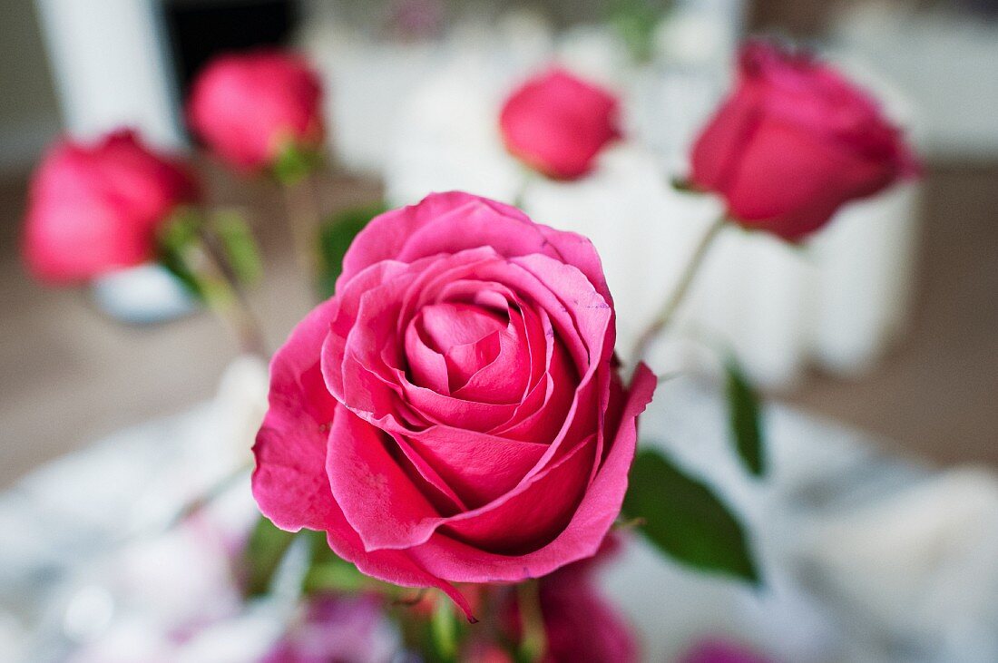 Pink roses decorating wedding table