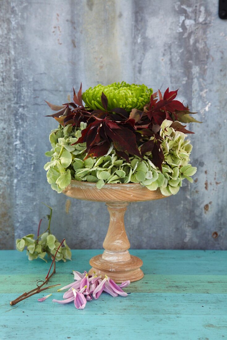 An autumnal flower arrangement made from hydrangeas, vine leaves and chrysanthemum flowers