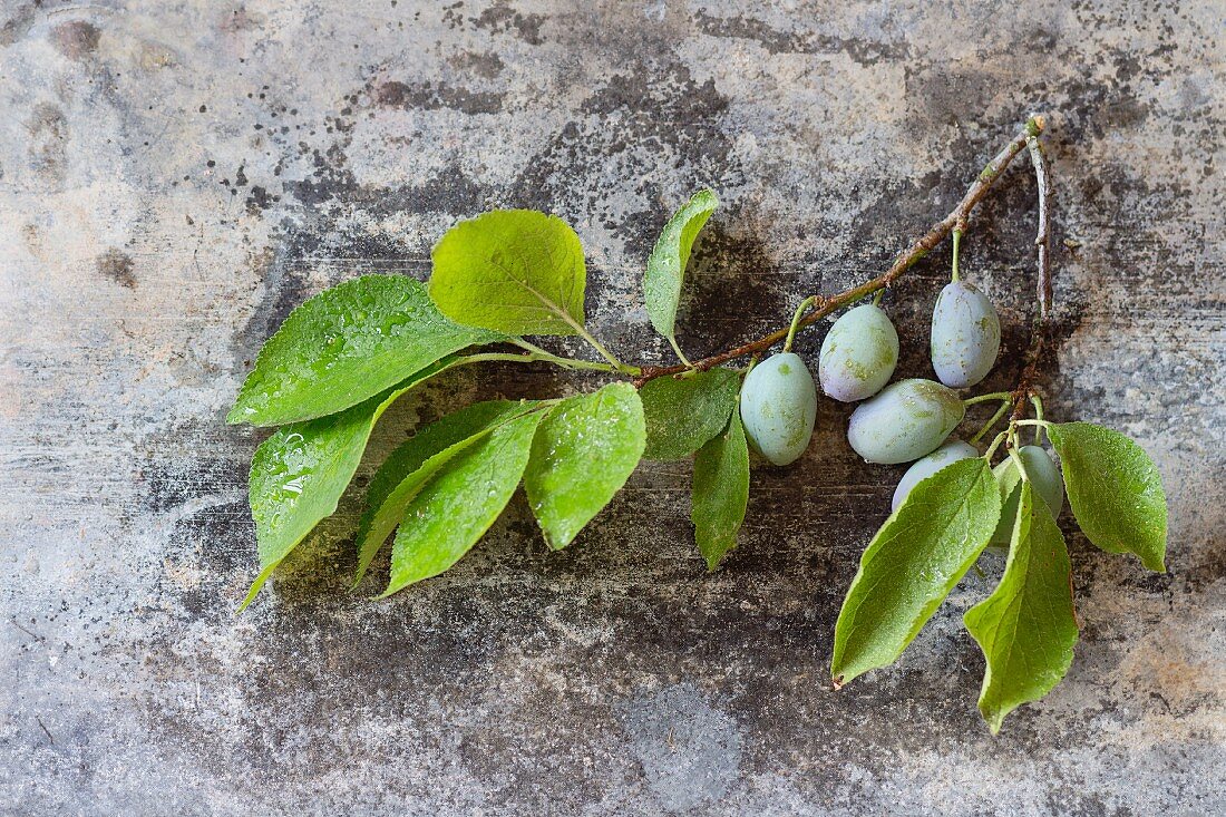 A sprig of leaves and unripe green plums