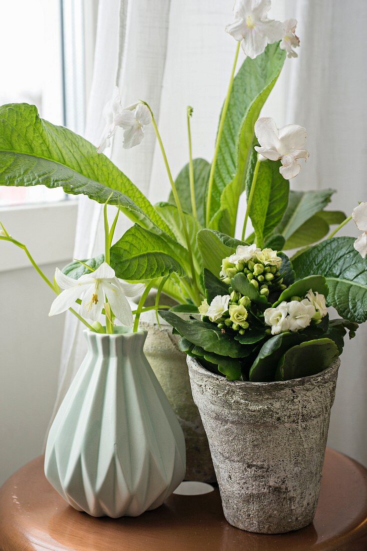 weiße Drehfrucht (Streptocarpus) und Flammendes Käthchen (Calandiva) im Blumentopf