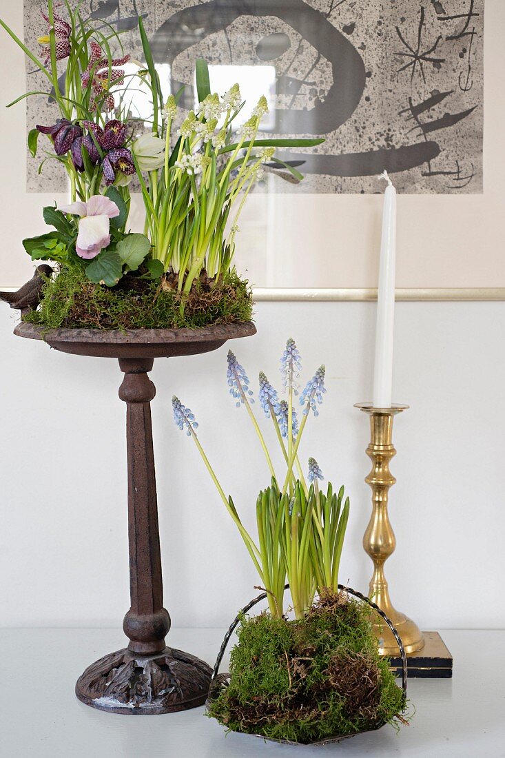 Spring flowers arranged with moss in planters