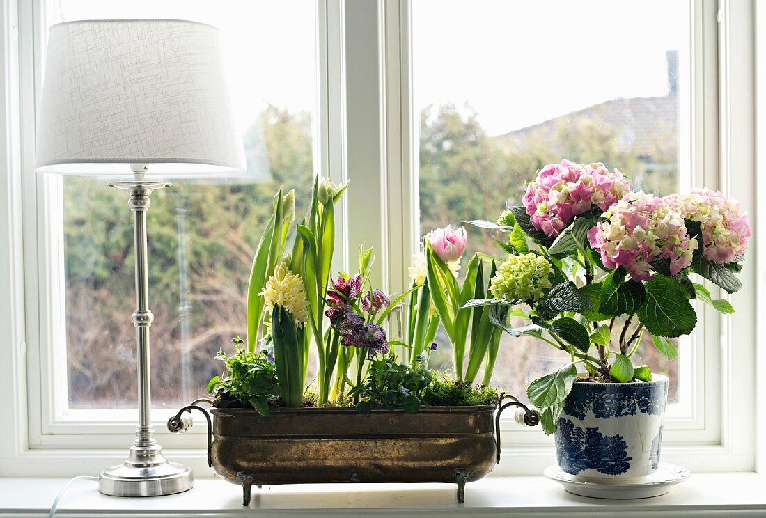Brass bowl of spring flowers and potted hydrangea on windowsill