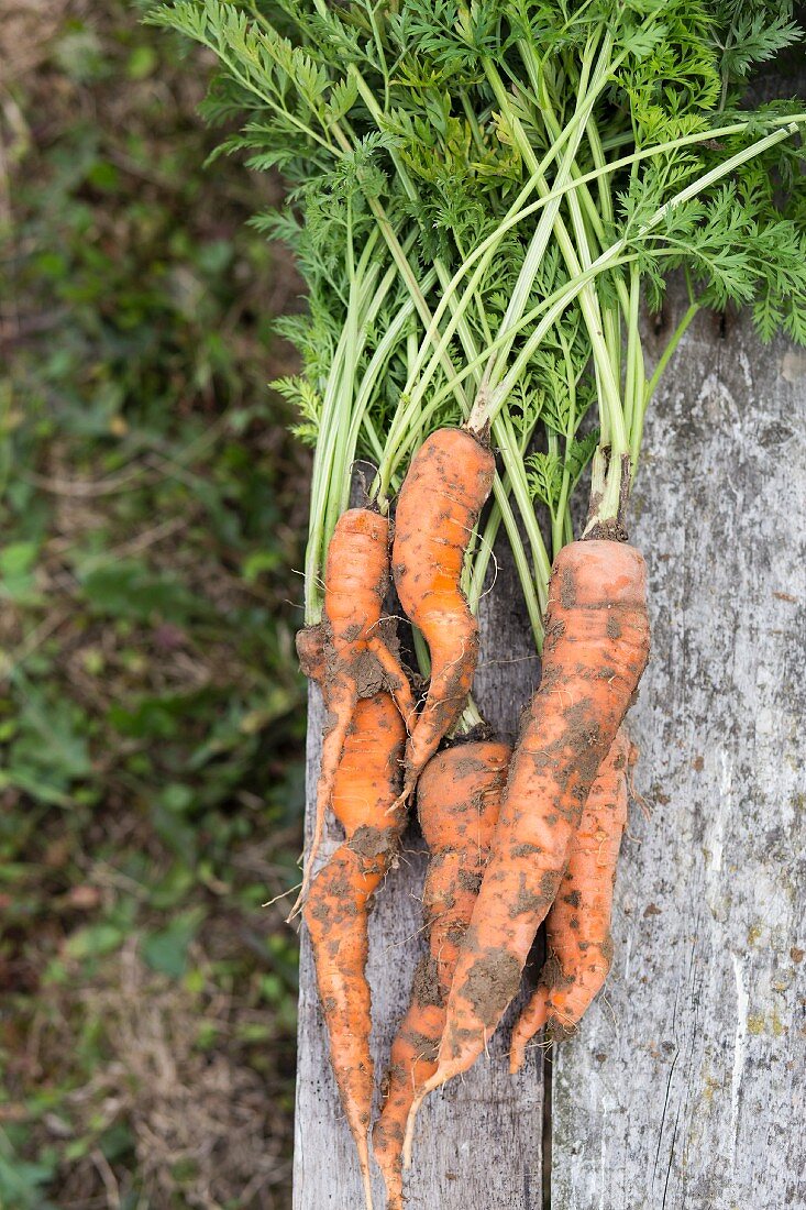 Freshly picked carrots on a rustic wooden table