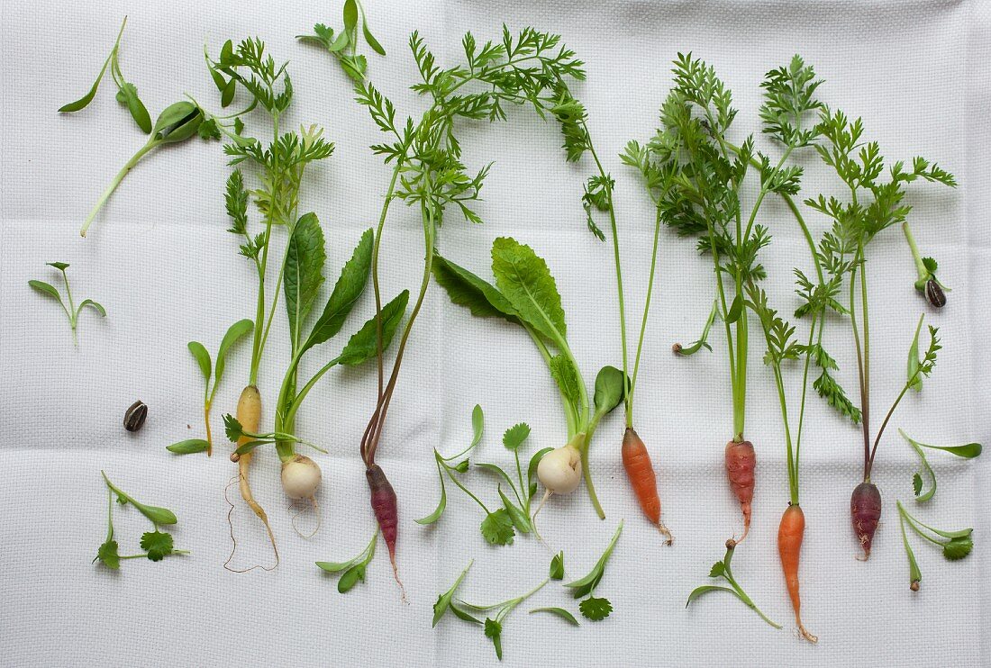 Various young vegetables and herbs