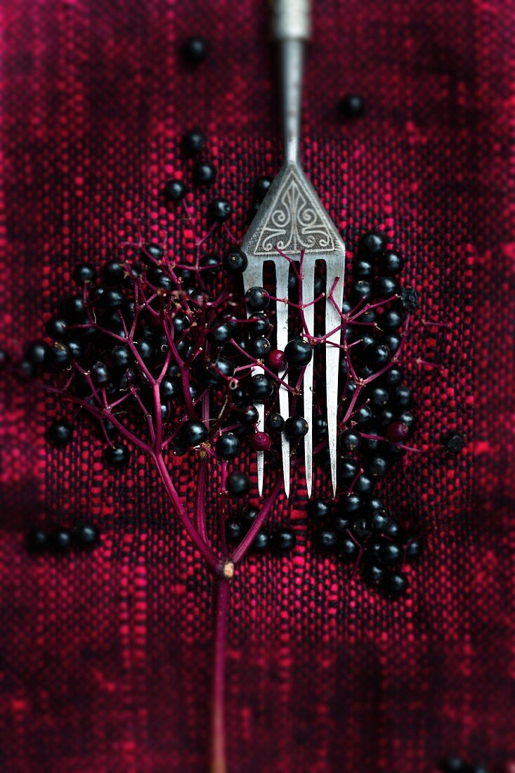 An old fork with ripe elderberries on an old tablecloth