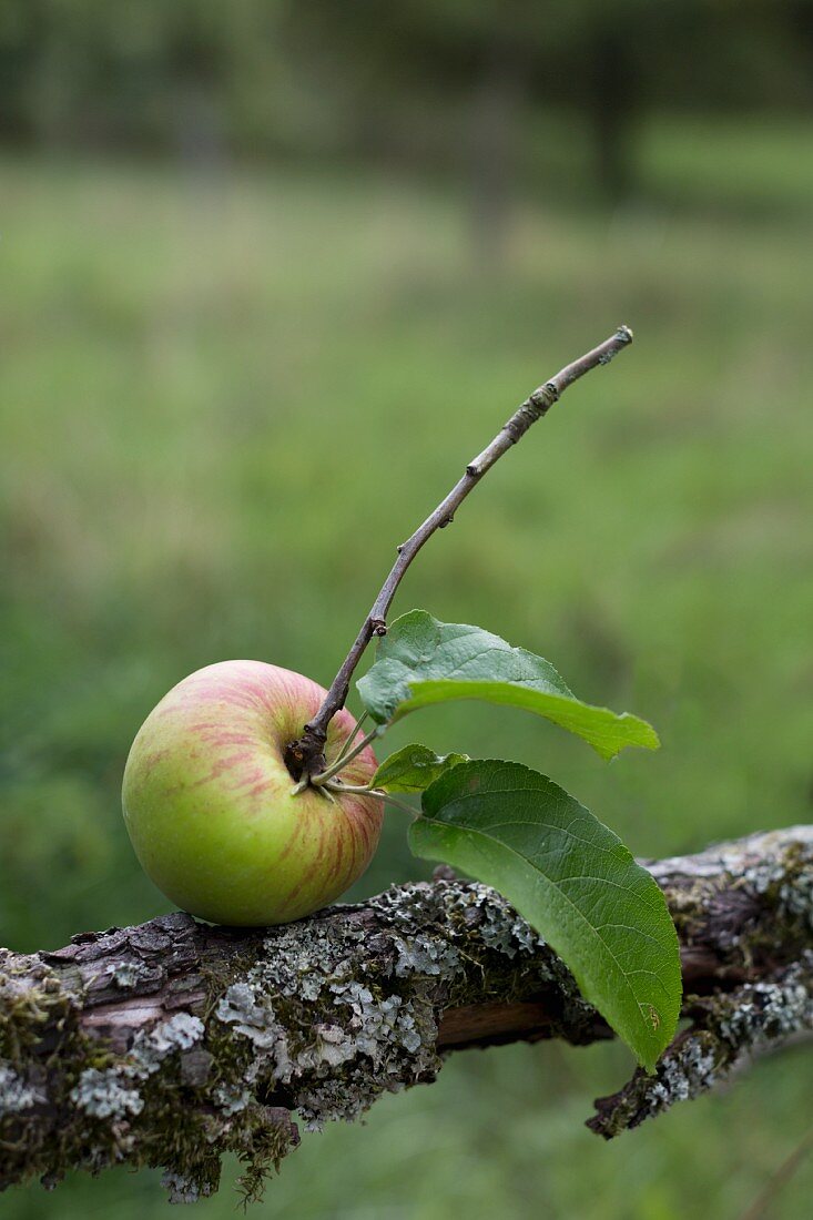 Single, freshly-picked apple with leaves from orchard balanced on branch covered in lichen
