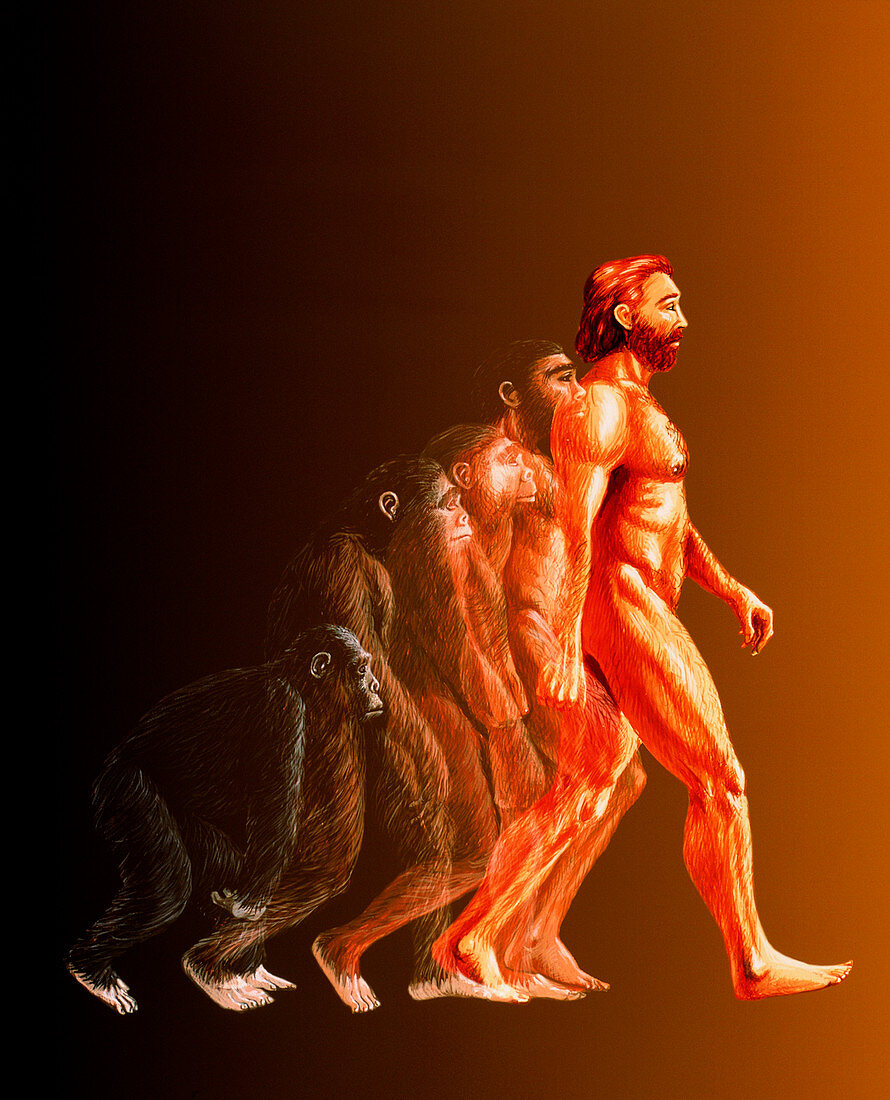 Illustration of the stages in human evolution