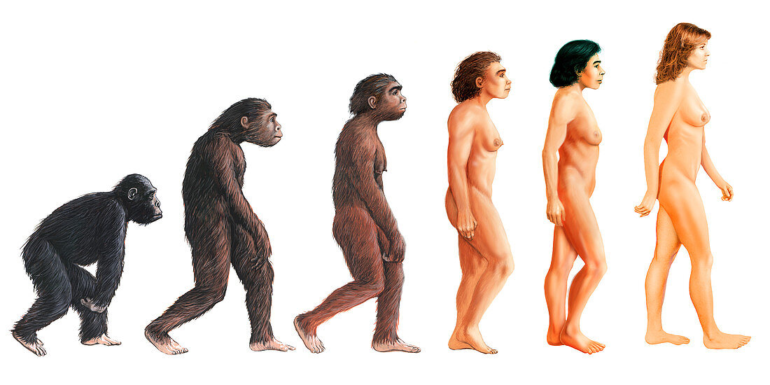 Stages in female human evolution