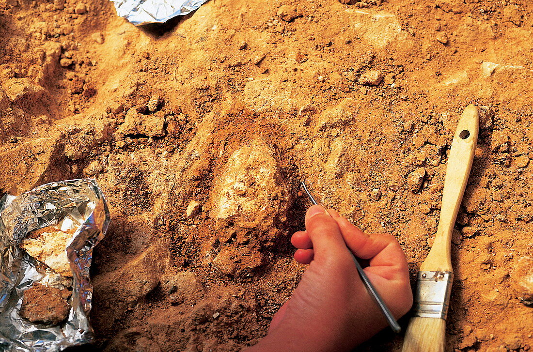Excavations at Gran Dolina