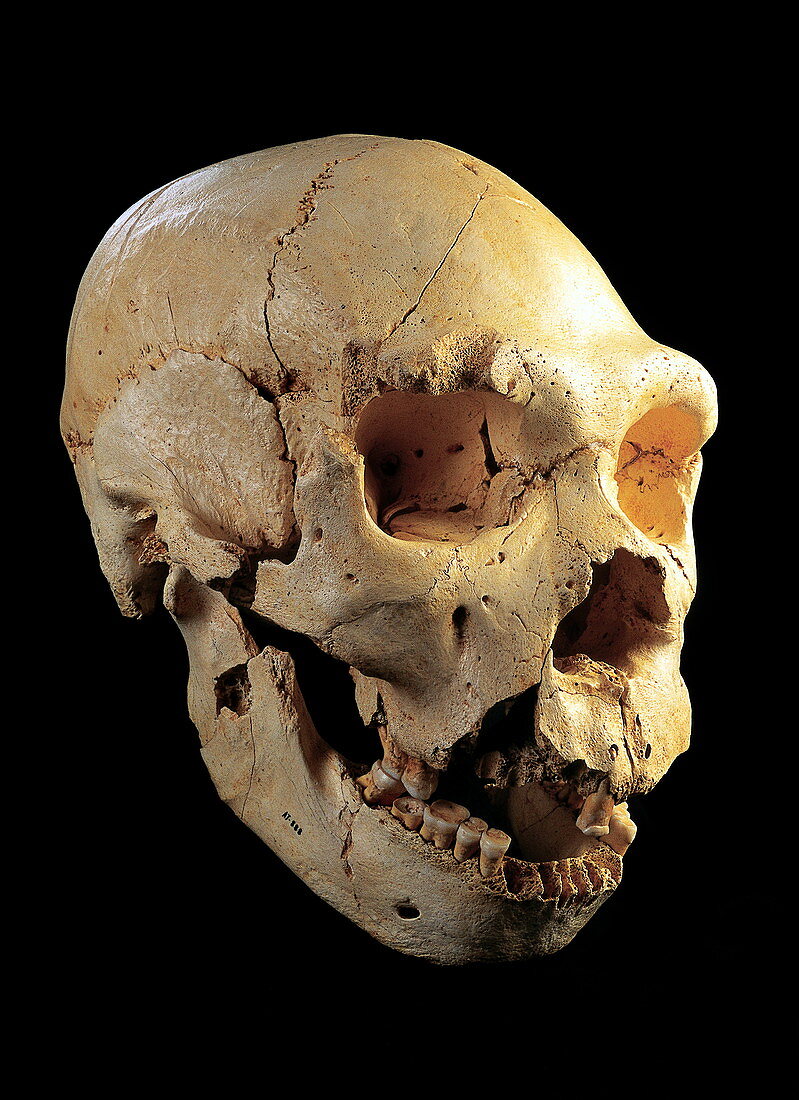 Skull 5,Sima de los Huesos