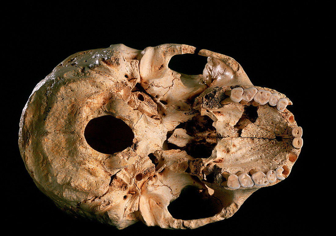 Base of skull 5,Sima de los Huesos