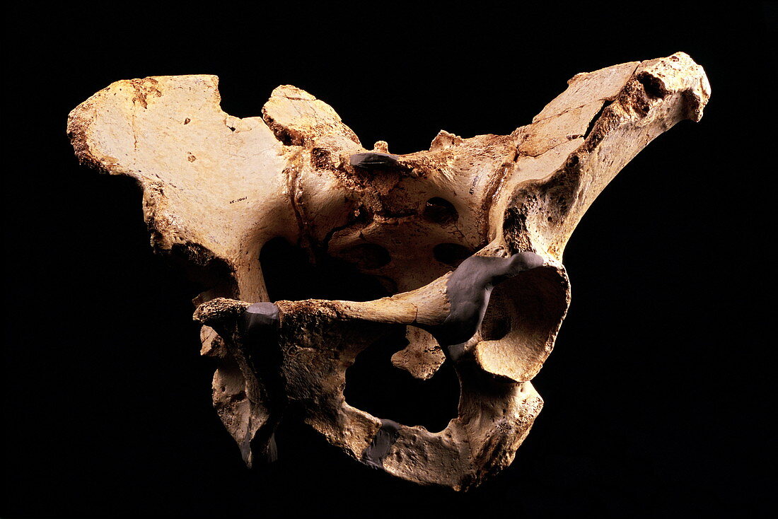 Fossilised pelvis,Sima de los Huesos