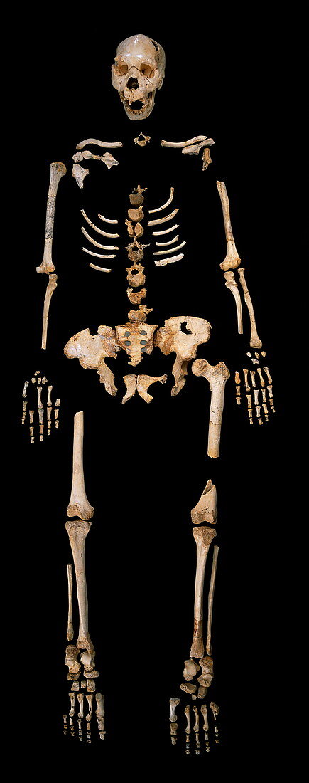 Fossilised remains,Sima de los Huesos