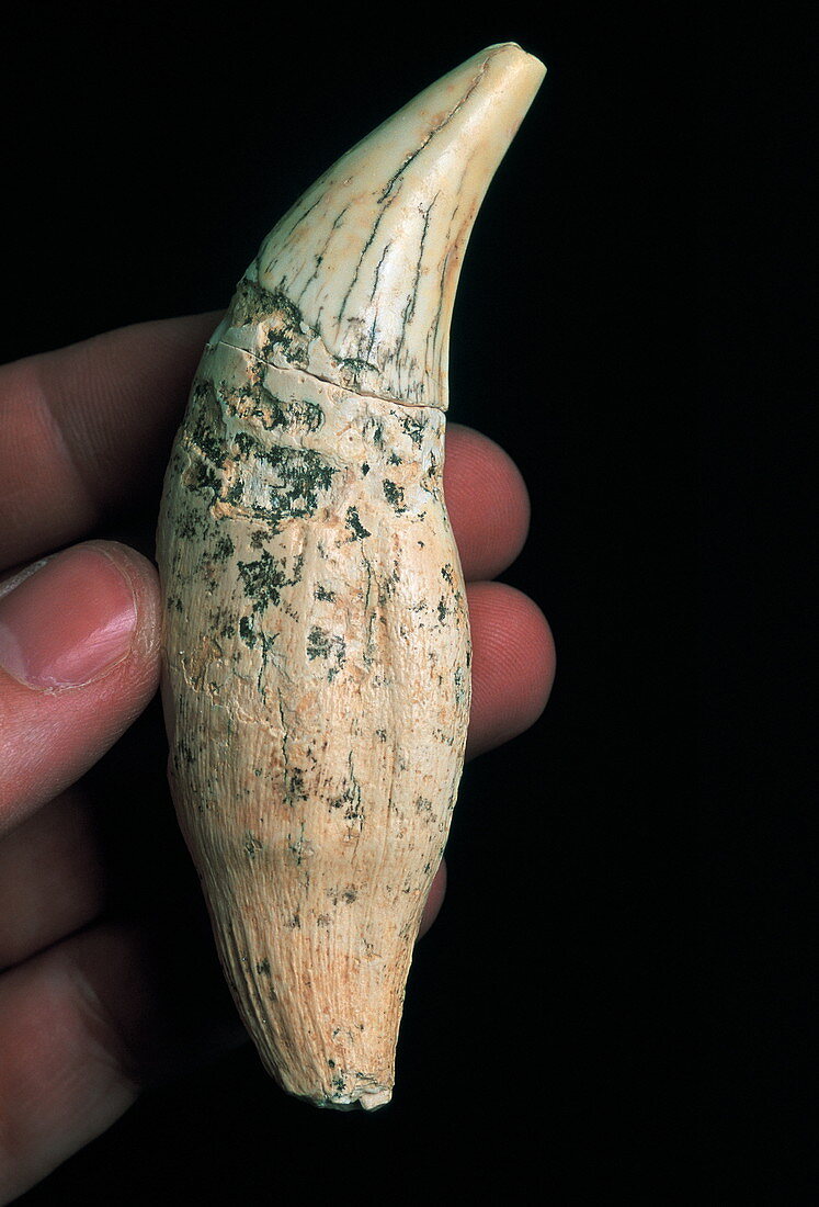 Bear tooth,Sima de los Huesos