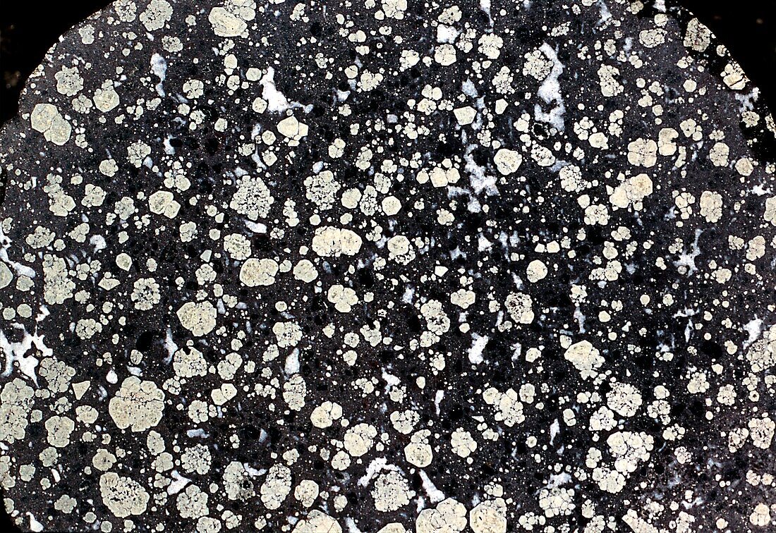 Leucite mineral in rock matrix
