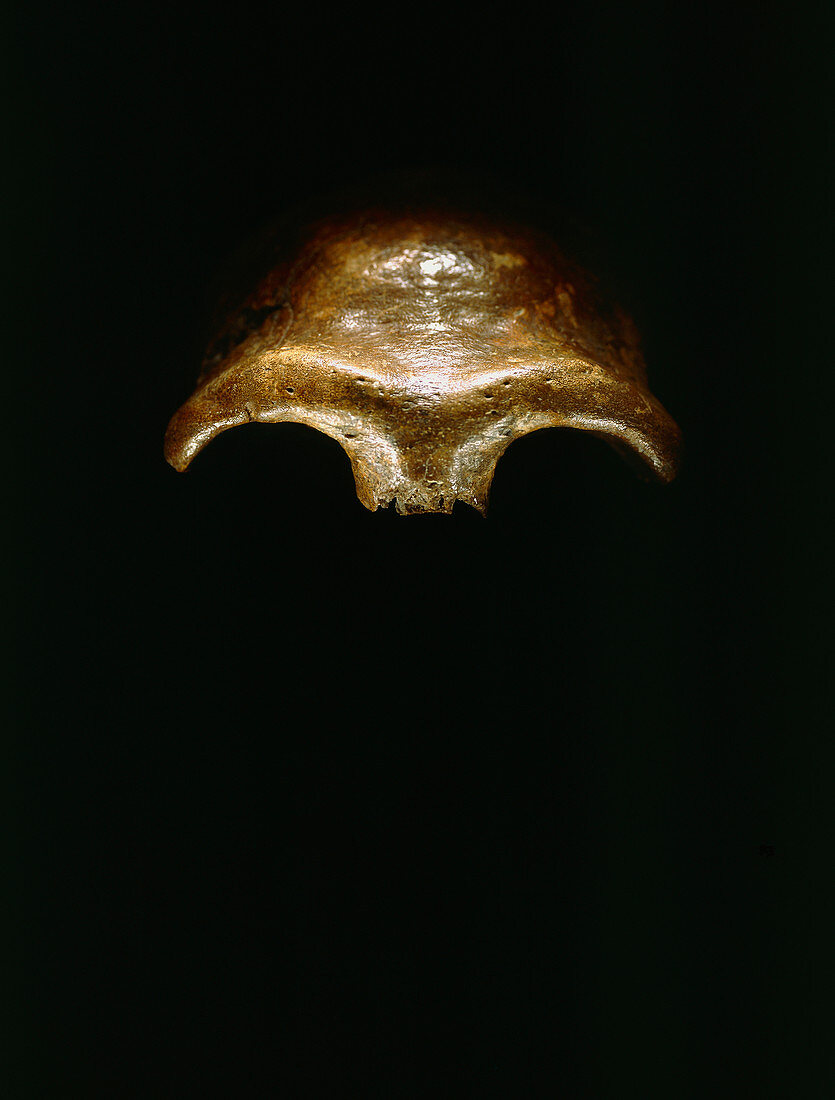 Skullcap of Neanderthal man