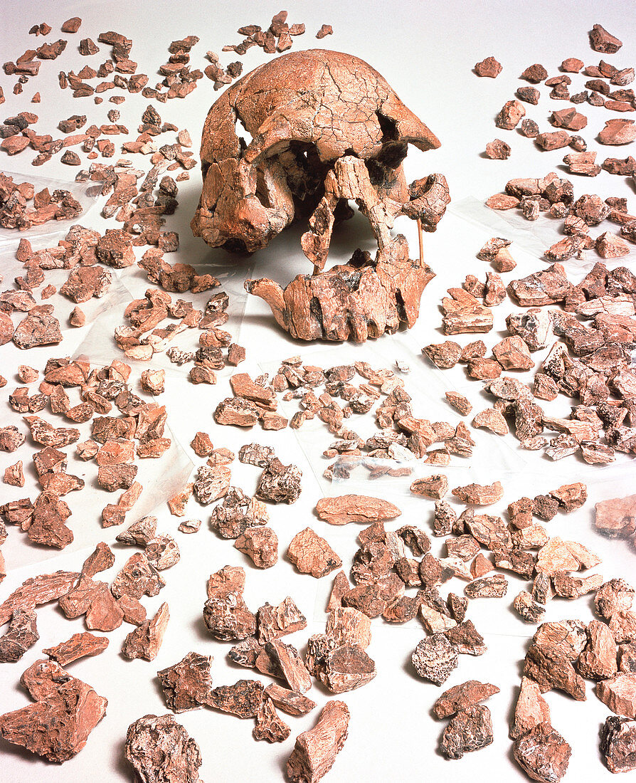 Hominid fossil skull 1470