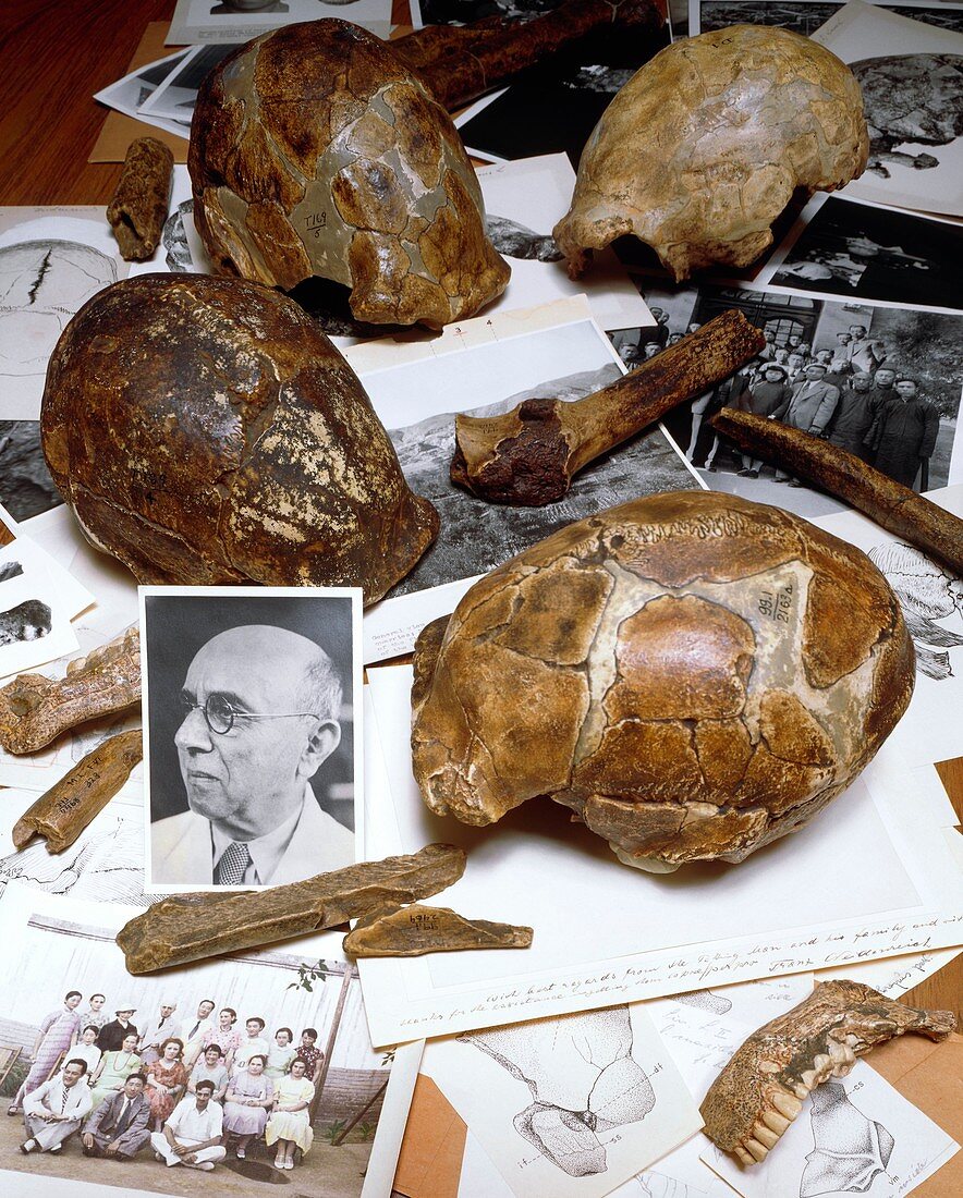 Weidenreich's collection of fossils & bones