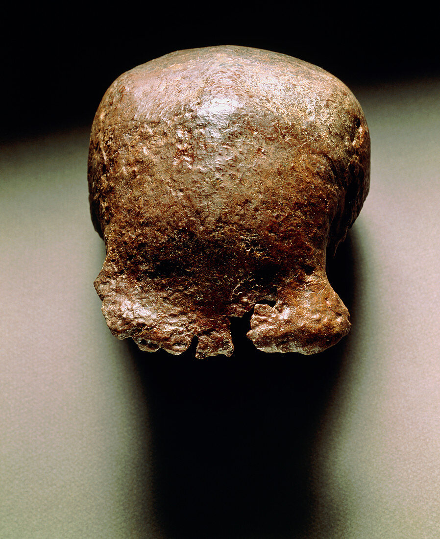 Skull cap of Pithecanthropus erectus,Java Man
