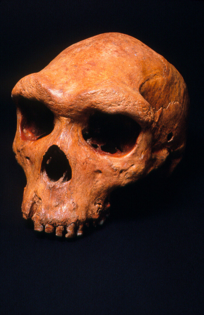 Fossil skull of Rhodesia man