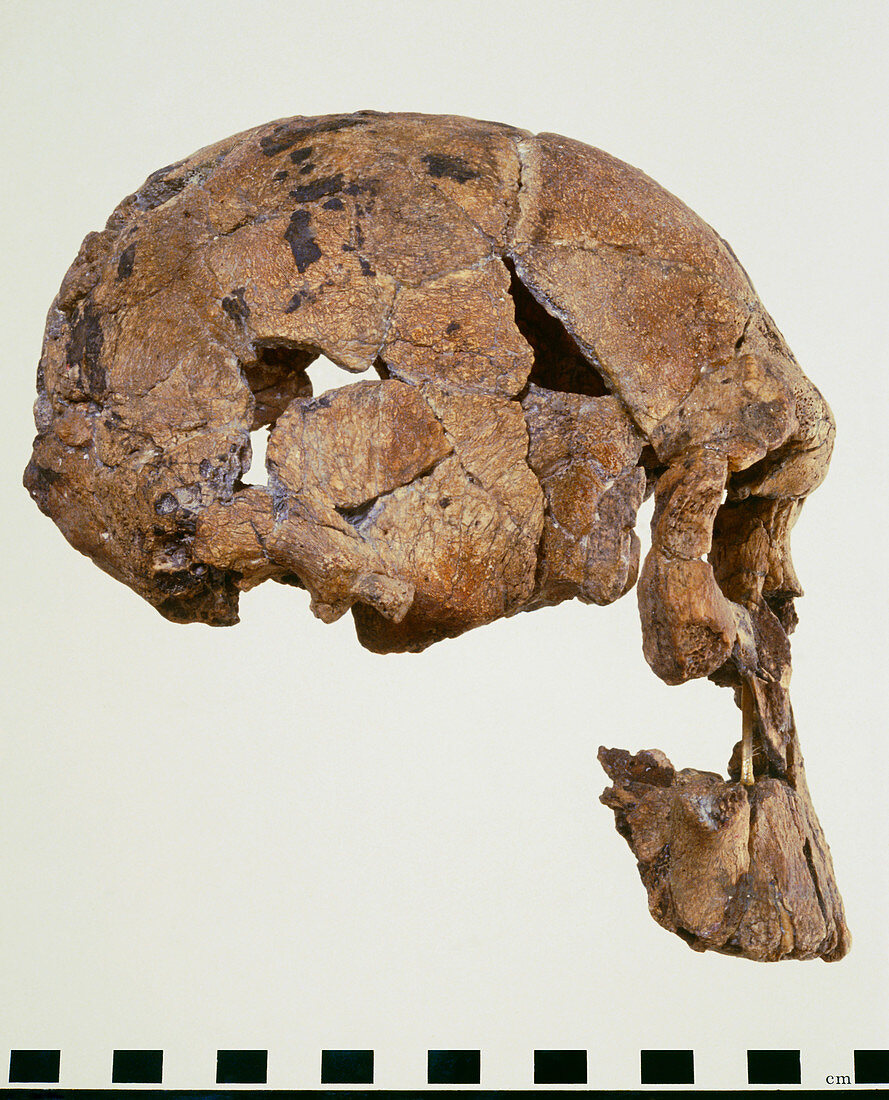 Side view of skull of Homo habilis (KNM-ER 1470)