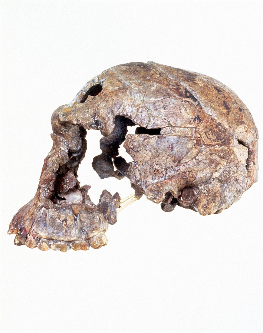 Side view of skull of Homo habilis (KNM-ER 1813)