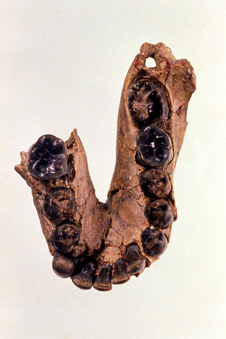 Fossil jawbone of Homo habilis (OH7) type specimen
