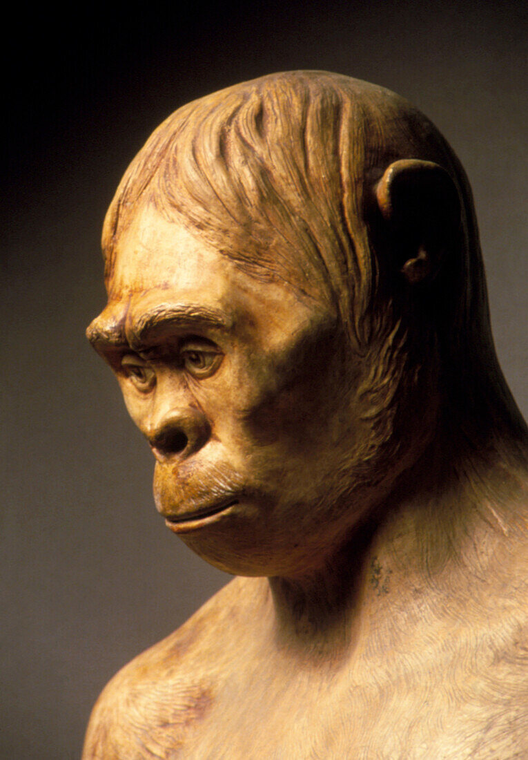 Head of Java Man,Pithecanthropus