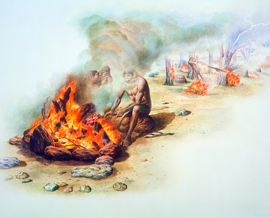 Tribe of Homo erectus cooking with fire