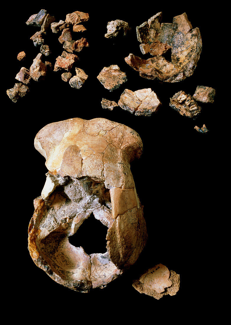 Homo erectus skulls