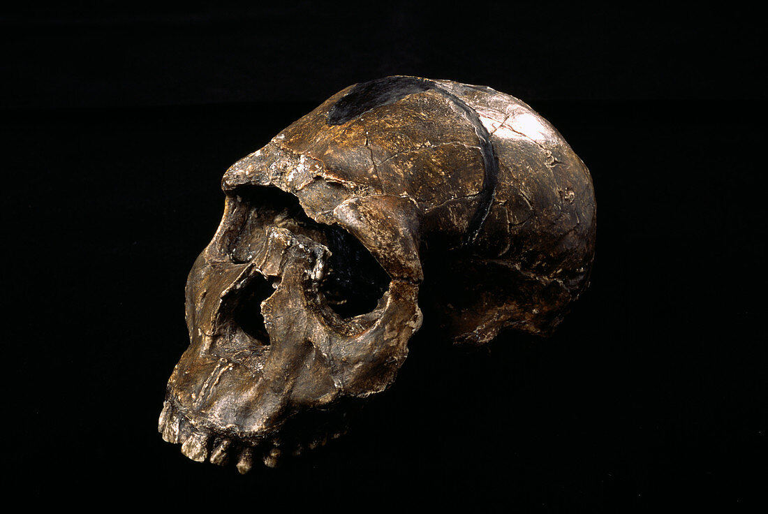 Homo ergaster skull